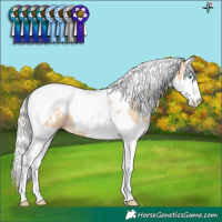 Horse Color:White Spotted Silver Smoky Black Pearl Splash Tobiano Blanket