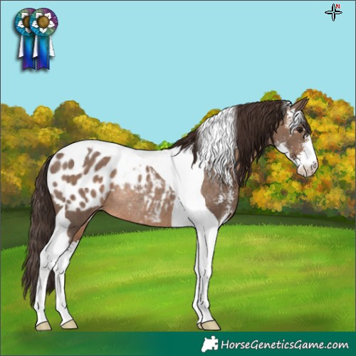 Horse Color:Brown Dun Sabino Tobiano Blanket Rabicano 