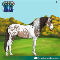 Horse Color:Brown Dun Sabino Tobiano Blanket Rabicano 