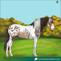 Horse Color:Brown Dun Sabino Tobiano Appaloosa Rabicano