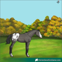 Horse Color:Grullo Sabino Appaloosa 