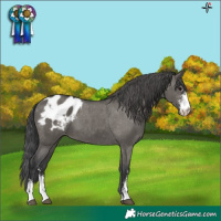 Horse Color:Grullo Sabino Blanket 
