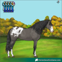 Horse Color:Grullo Sabino Blanket 