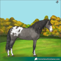 Horse Color:Grullo Sabino Appaloosa
