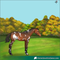 Horse Color:White Spotted Brown Appaloosa