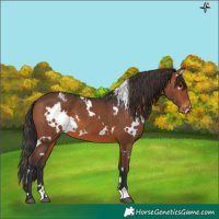 Horse Color:White Spotted Brown Appaloosa