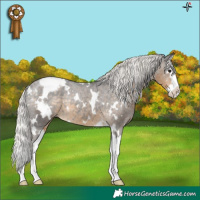 Horse Color:White Spotted Silver Smoky Black Splash Appaloosa