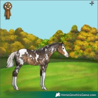 Horse Color:White Spotted Silver Smoky Black Splash Appaloosa 