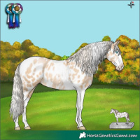 Horse Color:Palomino Pearl Sabino Splash Tobiano Appaloosa