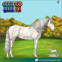 Horse Color:Palomino Pearl Sabino Splash Tobiano Near Leopard 