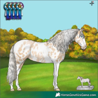 Horse Color:Palomino Pearl Sabino Splash Tobiano Appaloosa 