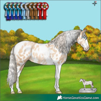 Horse Color:Palomino Pearl Sabino Splash Tobiano Near Leopard