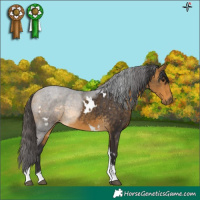 Horse Color:White Spotted Buckskin Tobiano