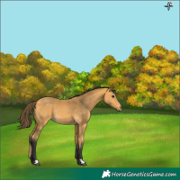 Horse Color:Buckskin 