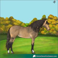 Horse Color:Buckskin 