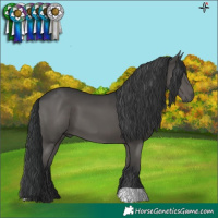 Horse Color:Black 