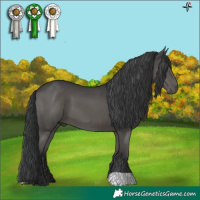 Horse Color:Black 