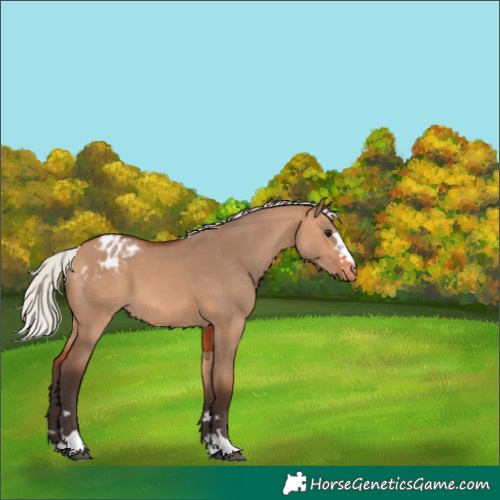 Horse Color:Silver Brown Dun Appaloosa 