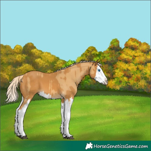 Horse Color:Palomino Dun Splash  and Palomino Splash 