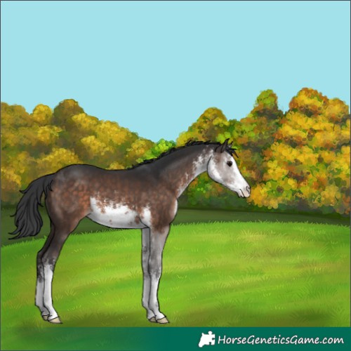 Horse Color:White Spotted Brown 