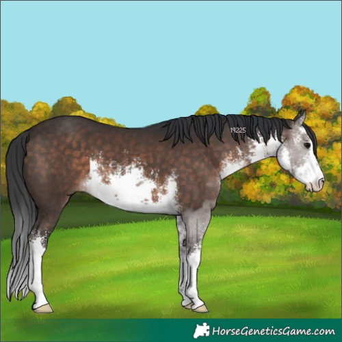 Horse Color:White Spotted Brown 