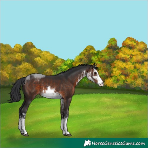 Horse Color:White Spotted Brown 
