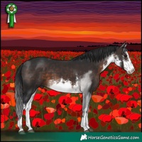 Horse Color:White Spotted Brown 
