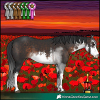 Horse Color:White Spotted Brown