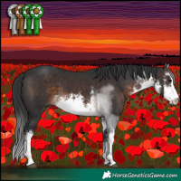 Horse Color:White Spotted Brown