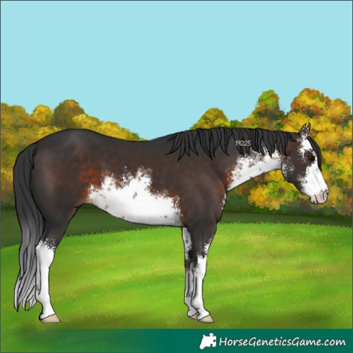 Horse Color:White Spotted Brown 