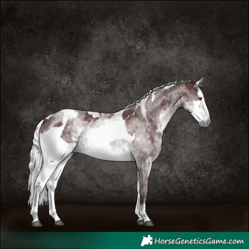 Horse Color:Chocolate Silver Smoky Black Chinchilla Merle 