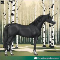 Horse Color:Black  and Black 