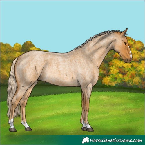 Horse Color:Palomino Roan 