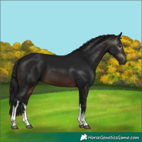 Horse Color:Gray White Spotted Brown 