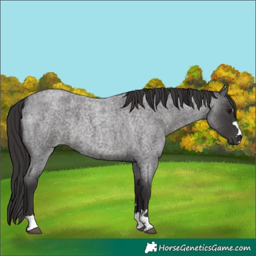 Horse Color:Smoky Blue Roan 