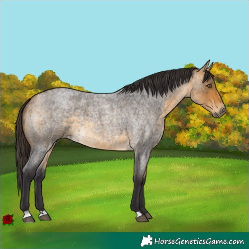 Horse Color:Buckskin Roan 