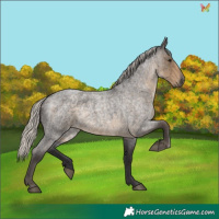 Horse Color:Silver Smoky Blue Roan 