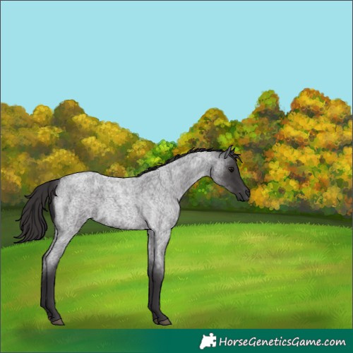 Horse Color:Smoky Blue Roan 
