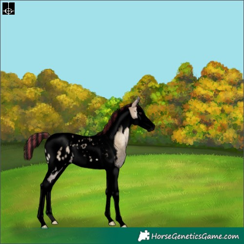 Horse Color:Void Painted Liver Red Dun Onyx Splash Tobiano Blanket Rabicano 