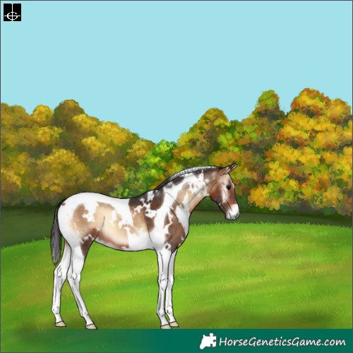 Horse Color:White Spotted Bay Onyx Tobiano 