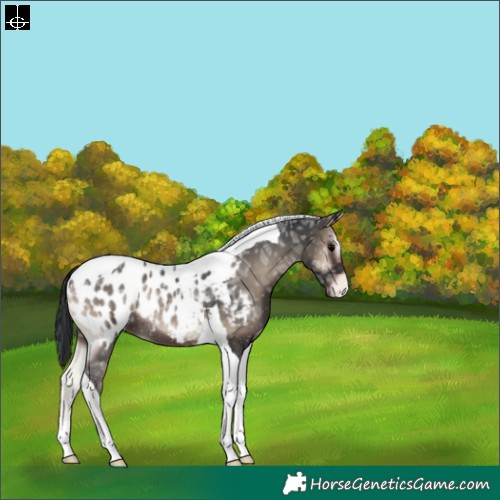 Horse Color:Blue Onyx Ice Tobiano Appaloosa 
