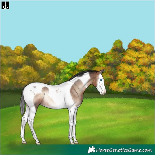 Horse Color:Brown Onyx Splash Tobiano Rabicano 
