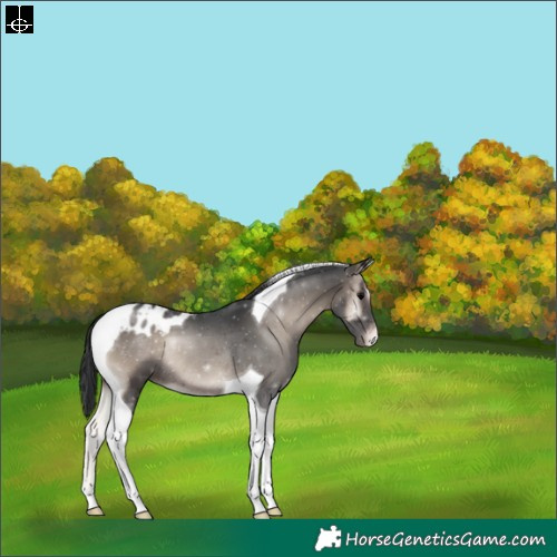 Horse Color:Blue Onyx Tobiano Blanket Rabicano 