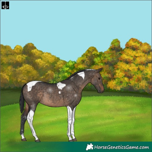 Horse Color:Brown Dun Tobiano Rabicano