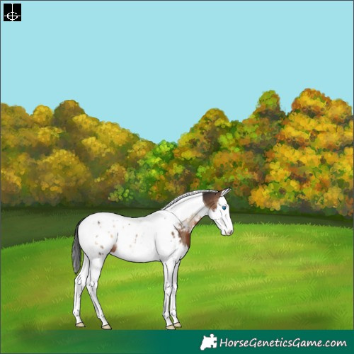 Horse Color:Brown Onyx Splash Tobiano Near Leopard Rabicano 