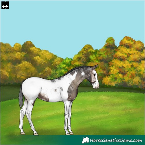Horse Color:Blue Onyx Ice Splash Tobiano Snowcap Rabicano 