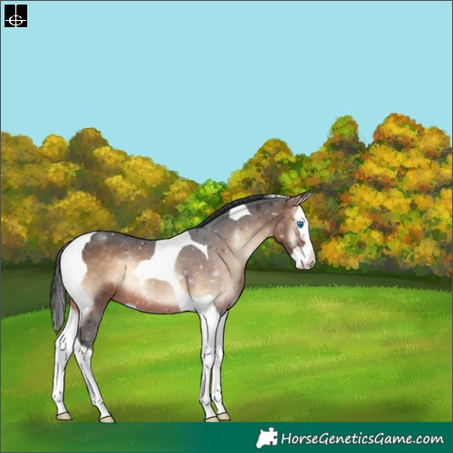 Horse Color:Brown Onyx Splash Tobiano 