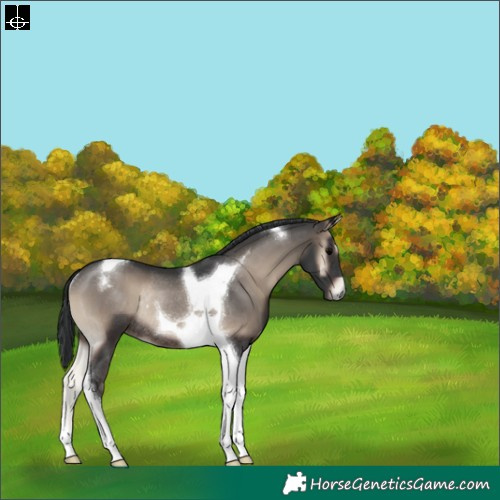 Horse Color:Blue Onyx Tobiano Rabicano 