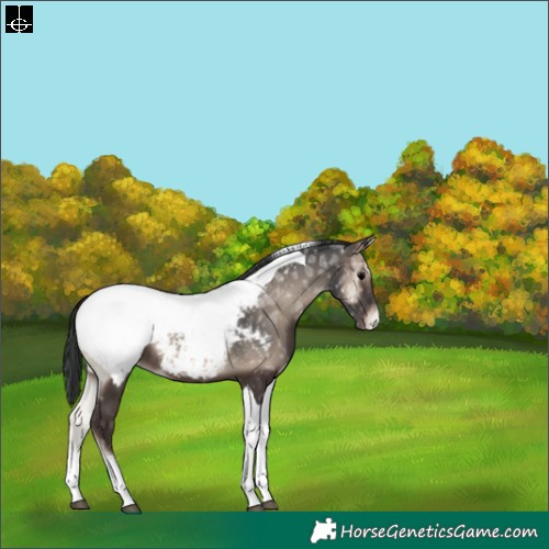Horse Color:Blue Onyx Ice Tobiano Appaloosa Rabicano 