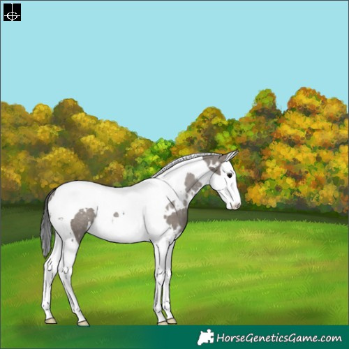 Horse Color:White Spotted Grullo Splash Tobiano Rabicano 